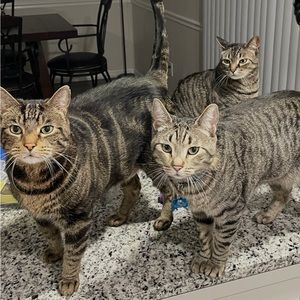 Meet your Posher, Josie